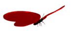 butterfly.gif